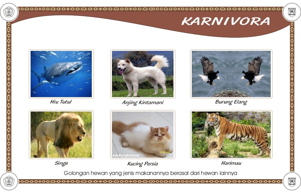 Animal: Omnivora, Karnivora & Herbivora