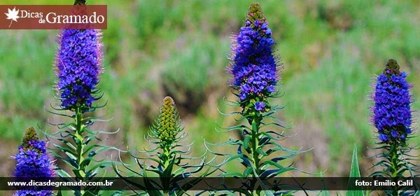  Le Jardin - Parque de Lavanda