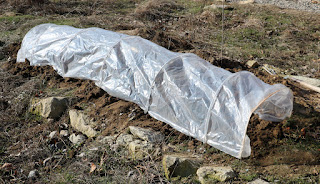 Plastic tunnel hoping to warm the soil a bit