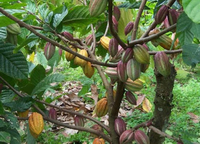 Cara Sambung Samping Tanaman Kakao