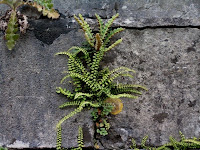 the patient but powerful growth of a plant