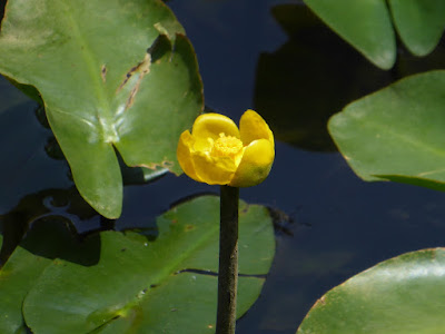 山田池公園 コウホネの花