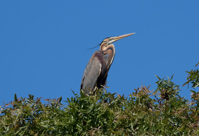 Purple Heron - Paphos Headland, Cyprus