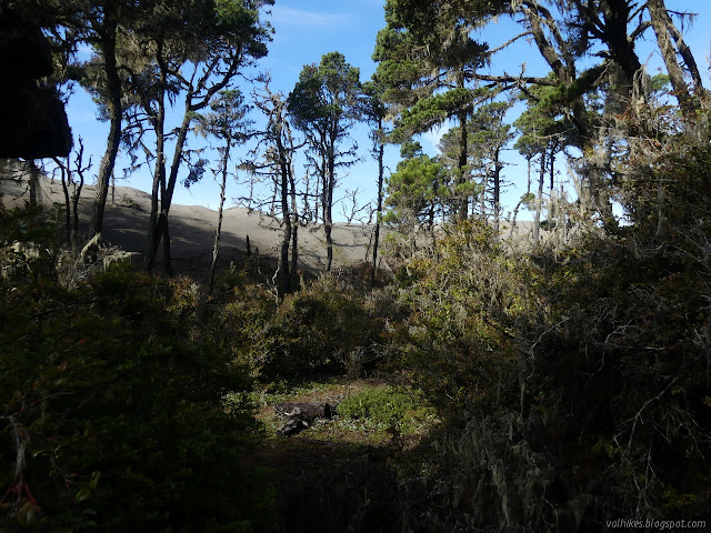 sand coming into the trees