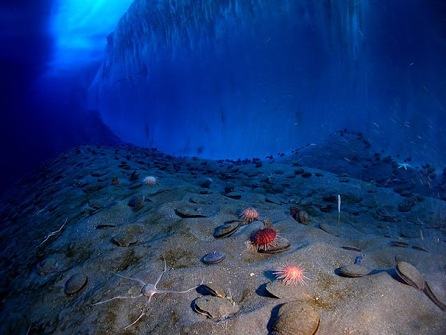 Underwater World of Antarctica