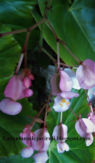 floracion begonia ricinifolia