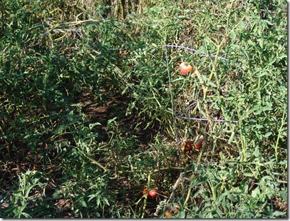 misc and last of garden 008
