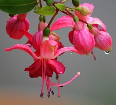 pink fuchsia