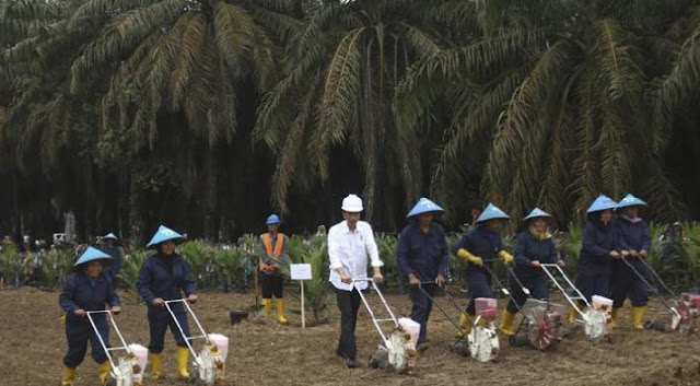 Kunjungan ke Riau, Jokowi Akan Saksikan Peremajaan Sawit Rakyat 