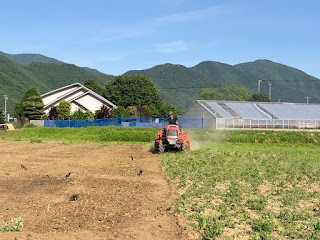 【20190530】除草耕耘とムクドリ