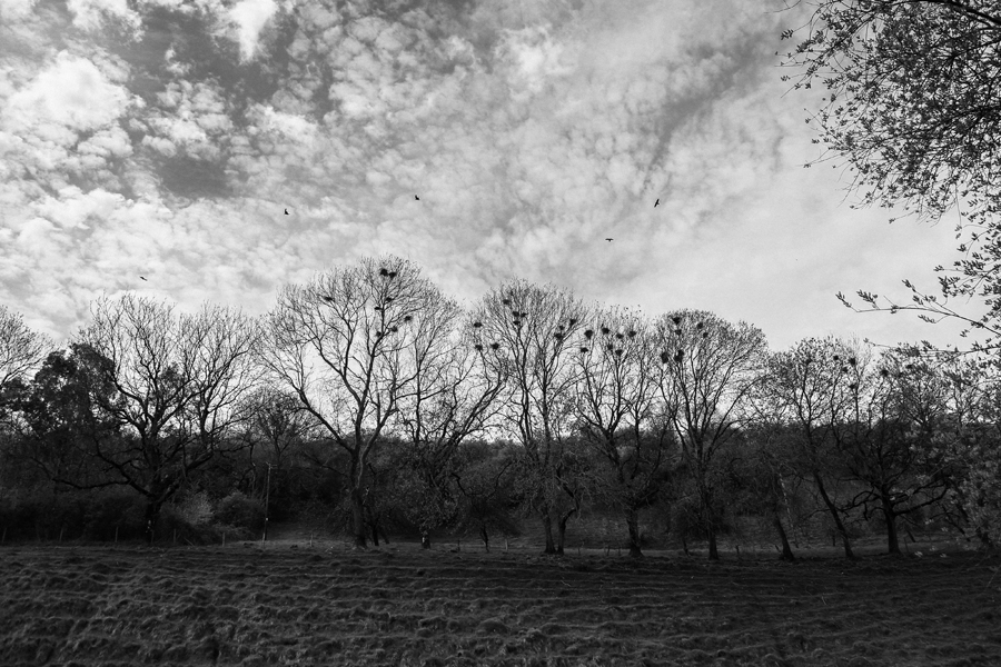 crows nests somerset