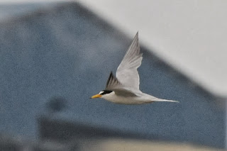 Little Tern (Sternula albifrons)