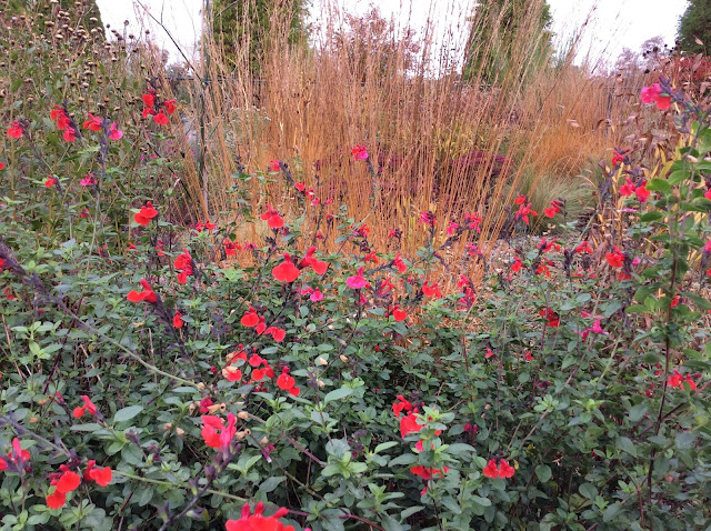 Salvia greggii 'Royal bumble' gecombineerd met het mooi verkleurende siergras Molinia caerulea 'Heidebraut' levert een mooi herfstplaatje op.