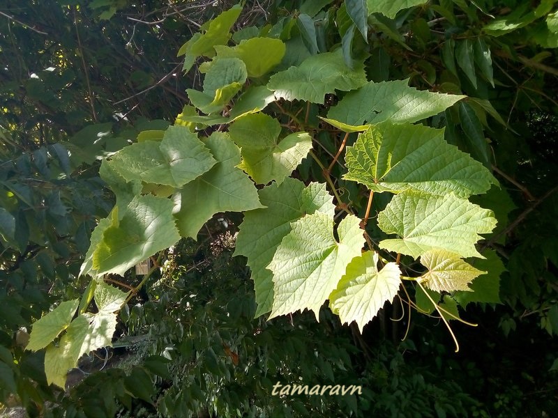 Виноград амурский (Vitis amurensis)