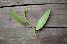 Vanilla plant offshoot - Vanille Pflanze Sprössling