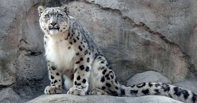 O Assassino Do Himalaia (Leopardo Das Neves)