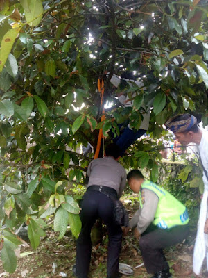 Gadis  Pendiam , Nekat Gantung Diri Dipohon Manggis