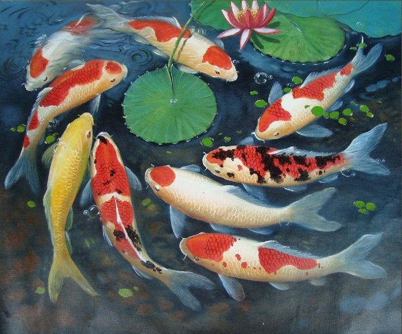  Gambar  Lukisan Ikan  Koi  yang Cantik dan Indah