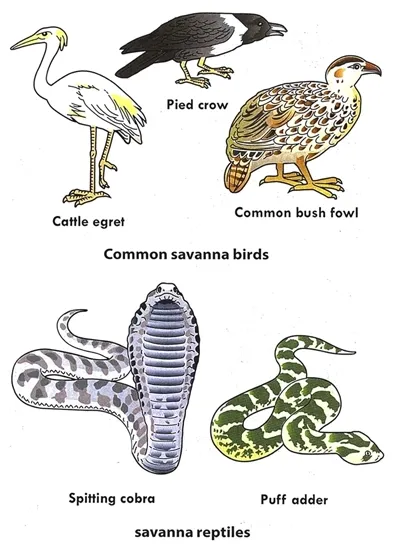 Adaptations of animals to savanna habitat