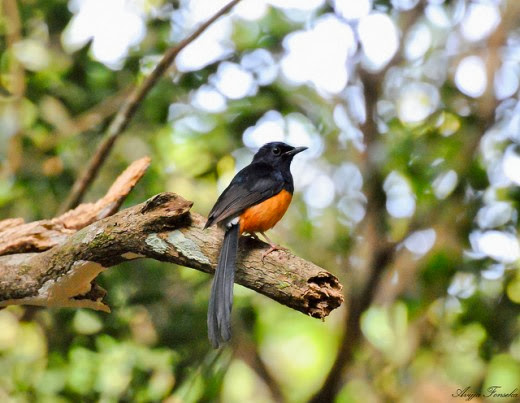 White-rumped_Shama-Wilpattu-National-Park