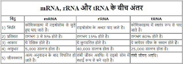 mRNA, rRNA और tRNA के बीच अंतर बताइये