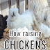 How raising chickens saves you money!