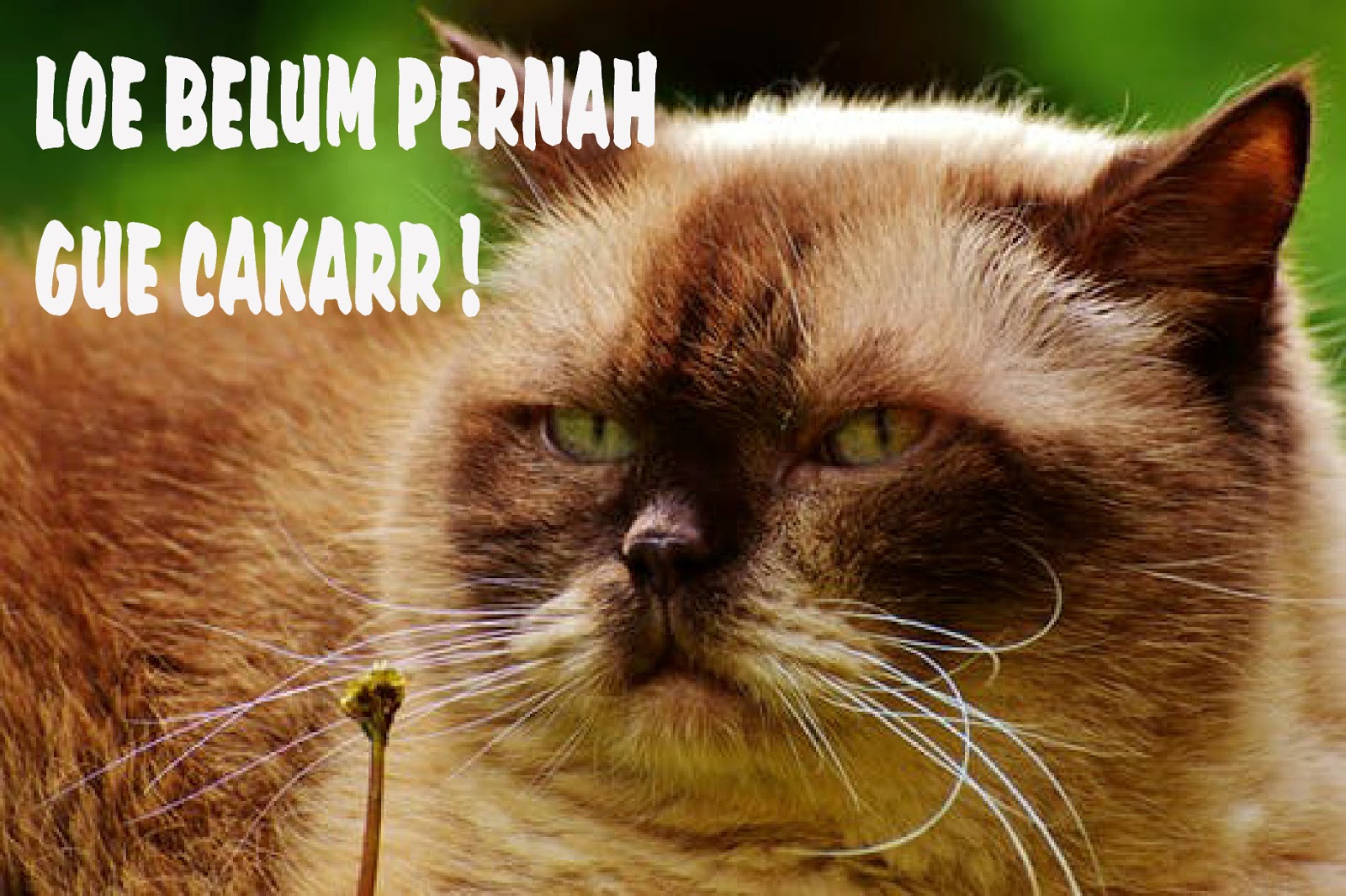 Download Gambar Lucu Untuk Perang Gambar Terbaru Kocak Koplak Dan