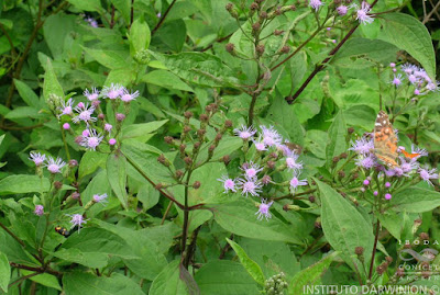 Hediondilla (Chromolaena hookeriana)