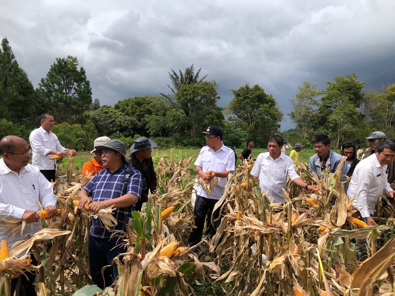  Bupati Panen Jagung Bersama Poktan Pea Sigaol di Lintongnihuta, 8 Ton Per Hektar