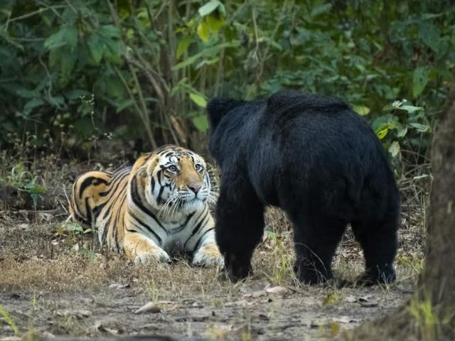 Bear Takes On Tiger