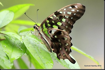 Tailed Jay