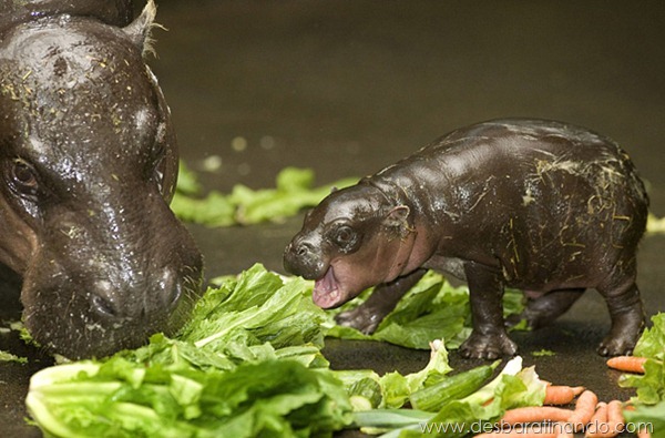 filhotes-de-animais-fotos-cute-cuti-desbaratinando (16)