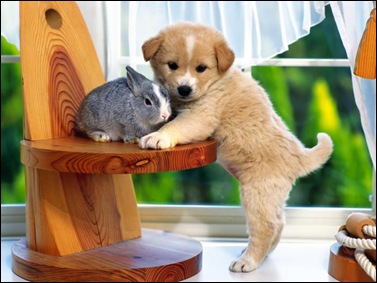 dog and rabbit