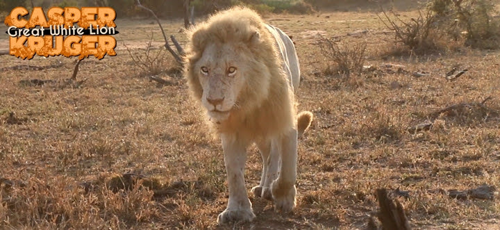 Casper, el gran león blanco de Kruger, Sudáfrica