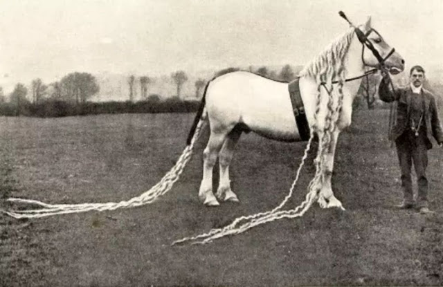 Long Hair Is Not Just for Humans: Incredible Vintage 