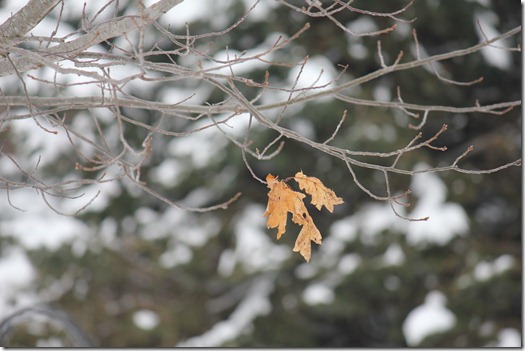 Winter 086