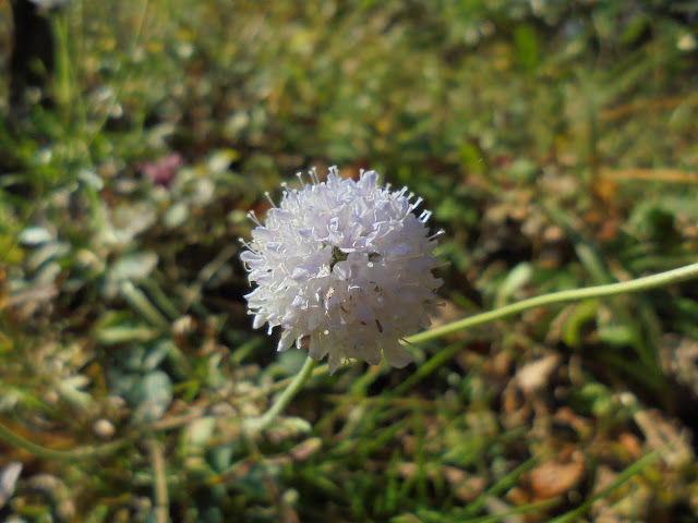 マツムシソウ（松虫草）