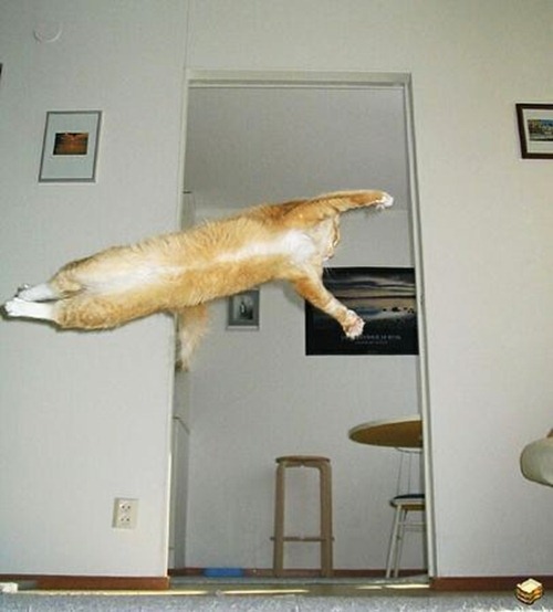 cat-can-fly