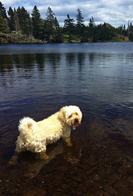 Stormy enjoys being in water.