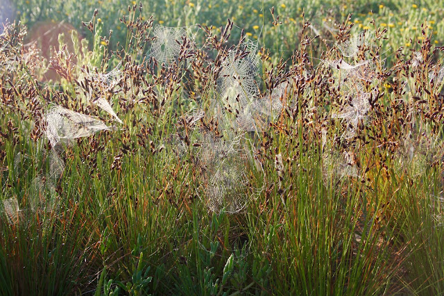 A Multitude of Spider Webs in the Beach Grass-Matagorda Beach-Matatagorda, Texas