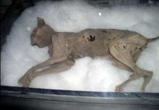 The mummified remains of 'Sentinel' the ghost cat was found in the Fairport Harbor Lighthouse in 2001