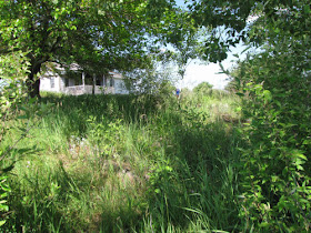 weedy flower garden