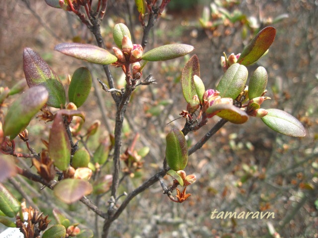 Рододендрон остроконечный (Rhododendron mucronulatum)