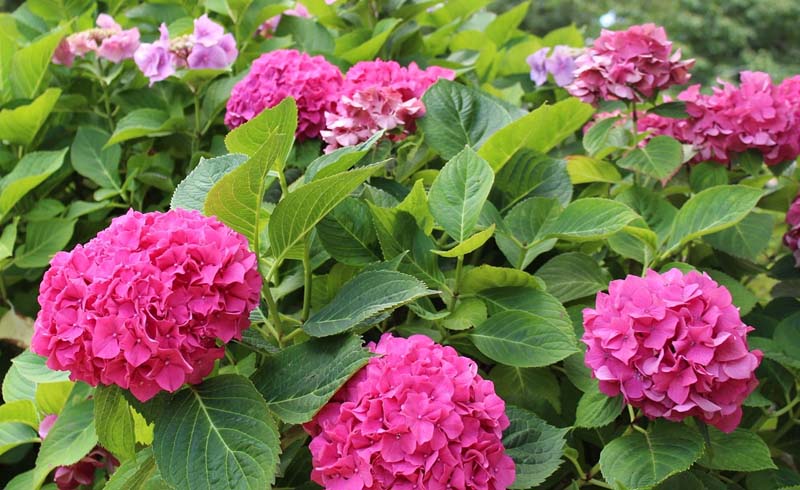 Gardens, Hydrangeas, Pots