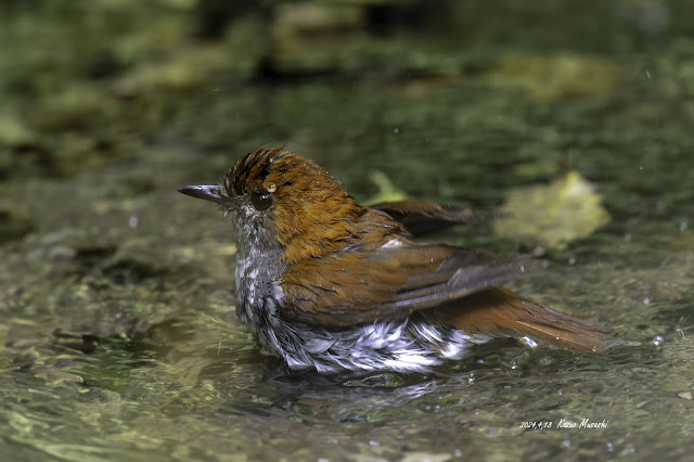 目の前で水浴びしているアカヒゲです