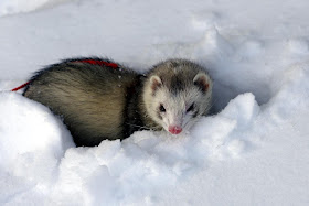 Ferrets Wallpaper