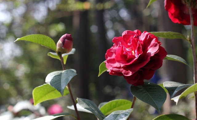 Camellia Flowers Pictures