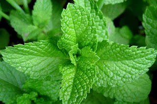 Cool, The Abilities of Mint Leaves to Treat Cough