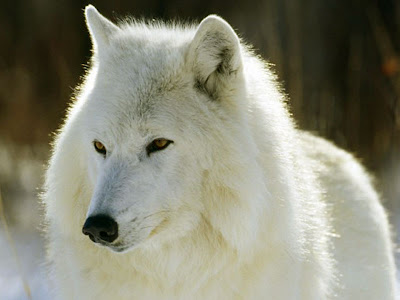 White Wolf Latest Wallpapers 2012