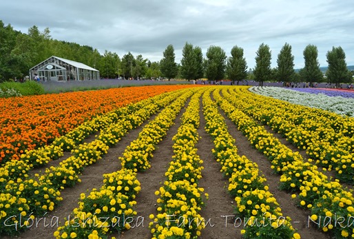 Glória Ishizaka - Farm Tomita 80